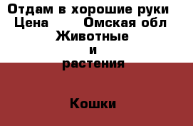 Отдам в хорошие руки › Цена ­ 1 - Омская обл. Животные и растения » Кошки   